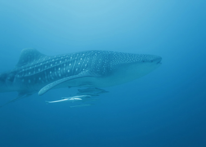 Luxury Crewed Motor Yacht HONORS LEGACY photo 7