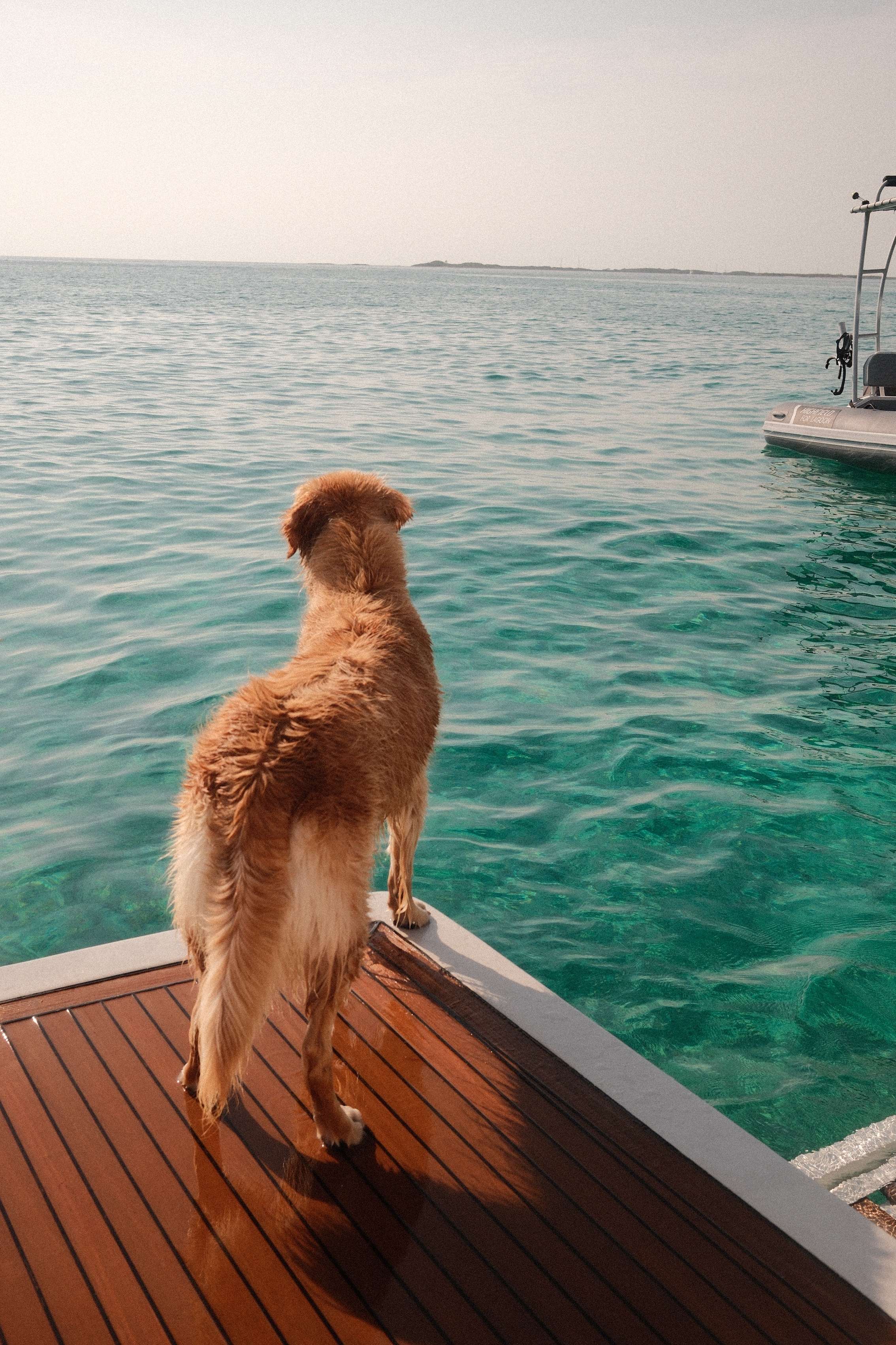 Crewed Power Catamaran HULYA photo 8