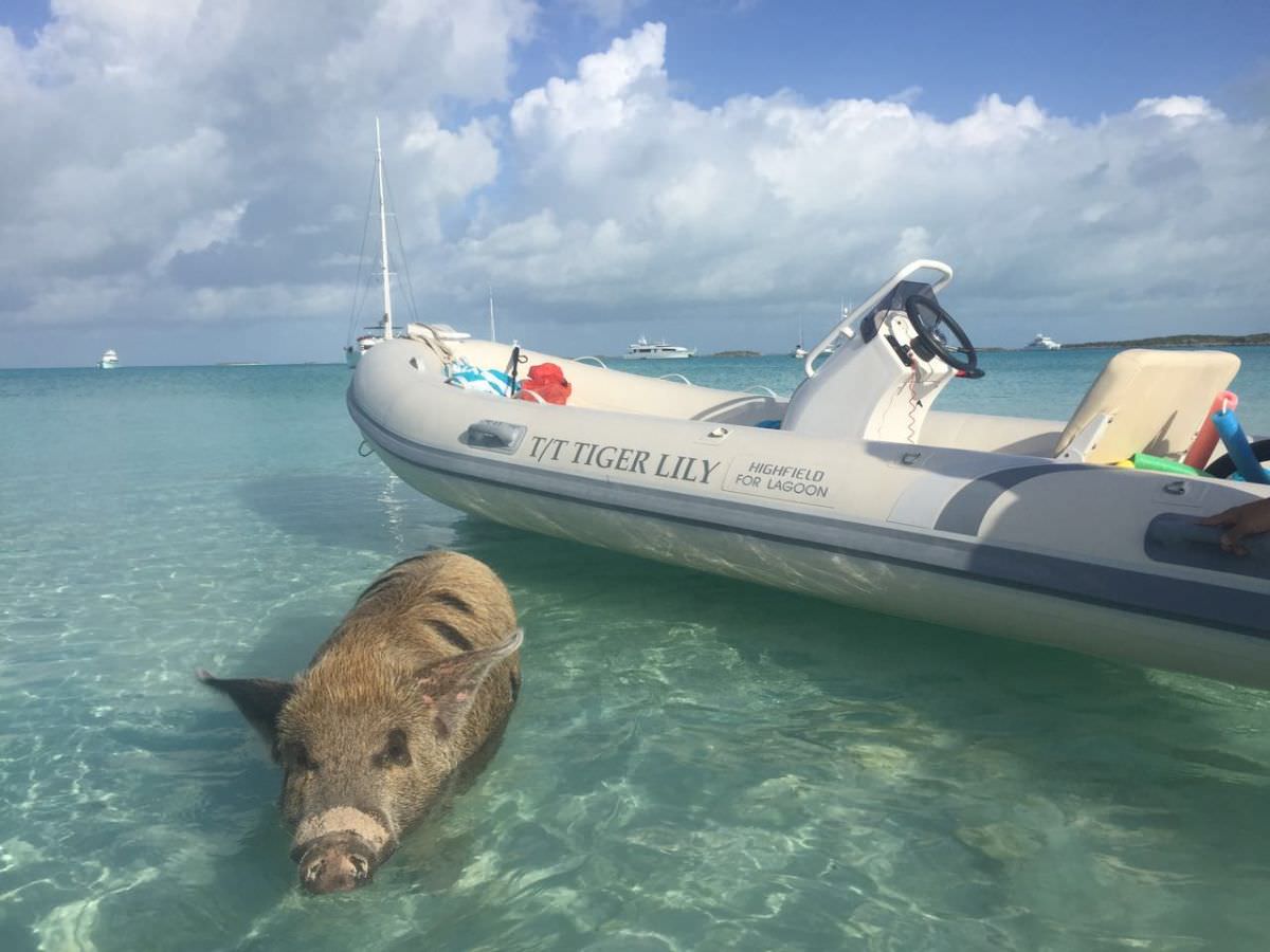 Luxury Crewed Catamaran TIGER LILY photo 4